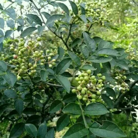泰安青花椒苗