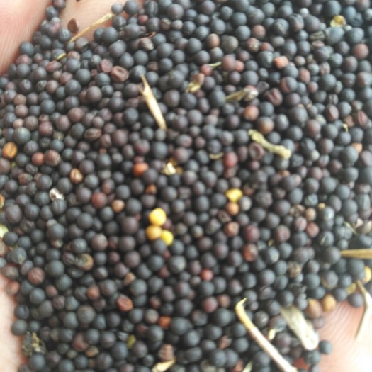 汉寿县油菜籽