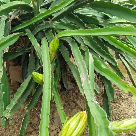 灵山县霸王花 