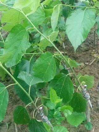 彭州市长果桑苗 