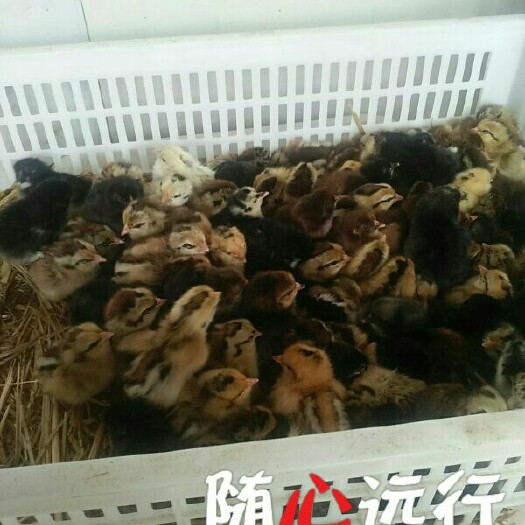 阳信县土鸡苗 