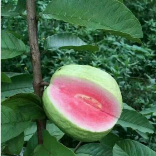 灵山县红心芭乐番石榴苗 