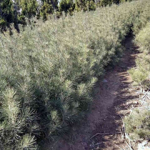 绛县山西营养钵白皮松