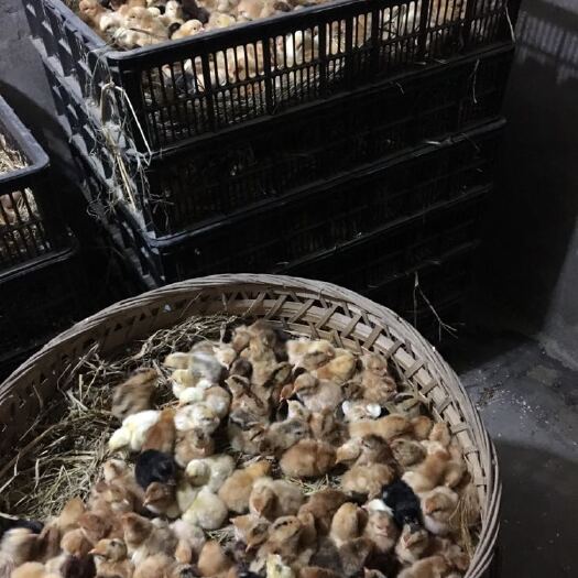 宜昌土鸡苗 