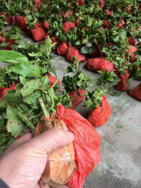 彭州市紫香百香果苗