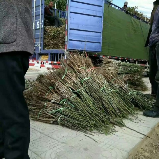绛县薄皮核桃苗