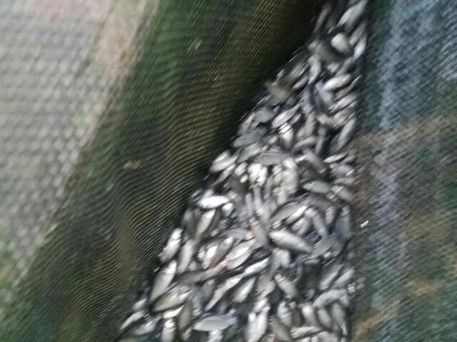 广州鲫鱼苗 