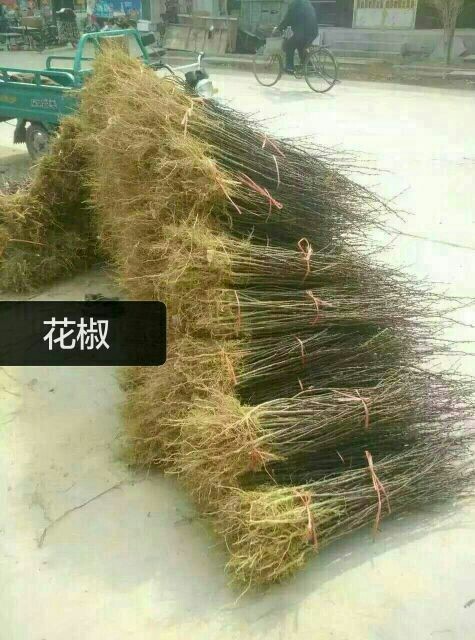 泰安大红袍花椒苗