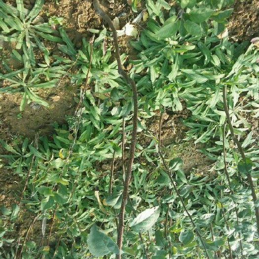 绛县红富士苹果苗  苹果苗，山西苹果苗