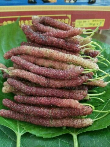 灵山县果桑苗