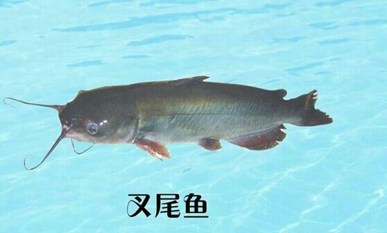 广州叉尾鮰鱼苗