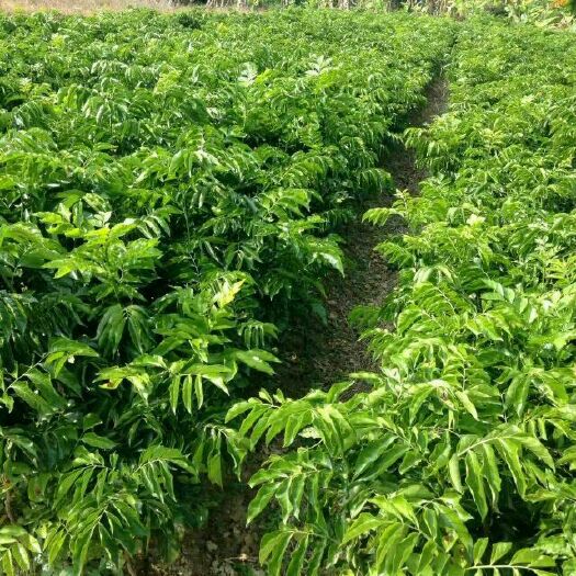 灵山县鸡心黄皮苗 