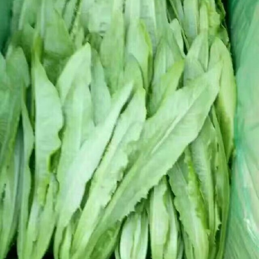 邯郸美冠油麦菜 25~30cm