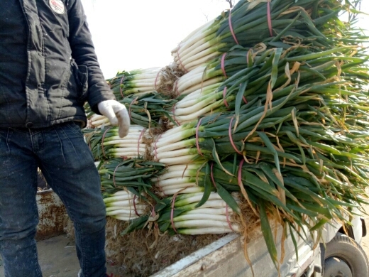 长白大葱 3cm左右 25~30cm 净葱