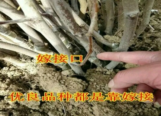 泰安酥脆枣苗