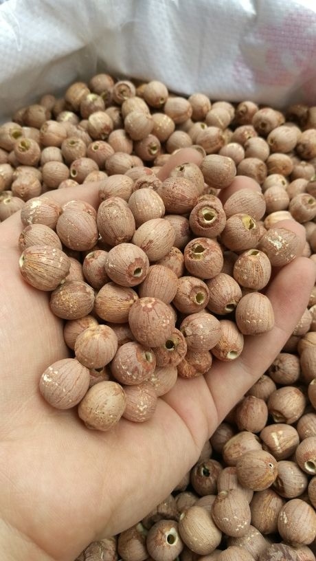 长沙红莲子 95%以上 特级