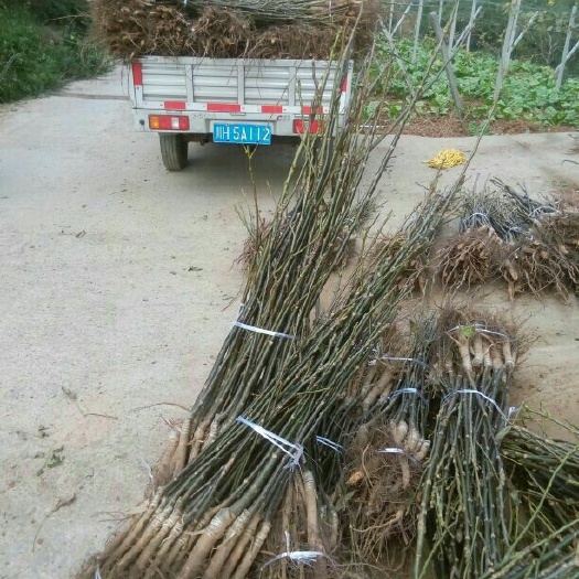 苍溪县嫁接薄壳香核桃苗 品种质量保证 公司直销 免费技术支持