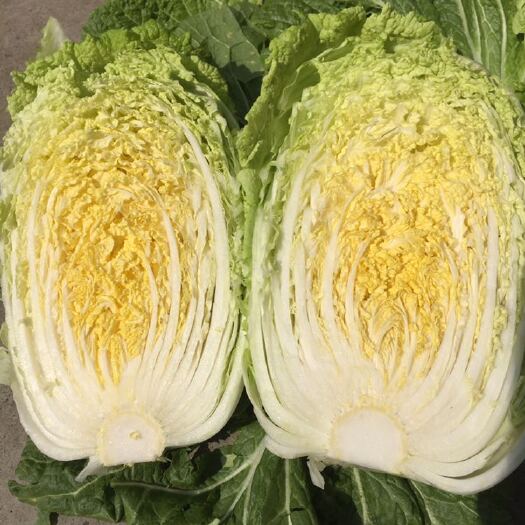 青岛黄心大白菜 6~10斤 毛菜 
