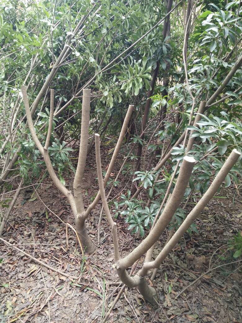 荸荠杨梅种苗 