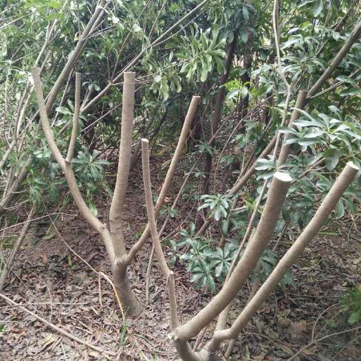 成都荸荠杨梅种苗 