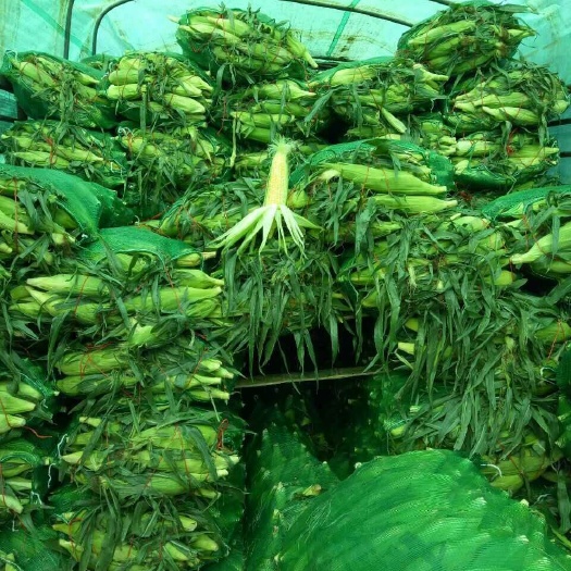 瑞丽市云南水果玉米