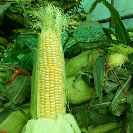 昆明水果玉米