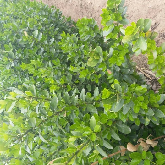 毛冬青 规格齐全现挖现卖