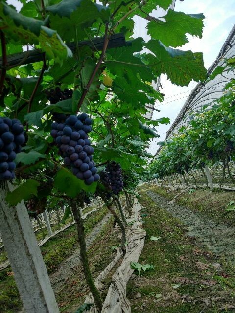 金华夏黑葡萄 5%以下 1次果