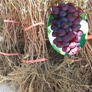 金华巨峰葡萄苗