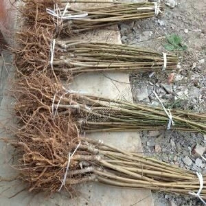 金华极早脆蜜桃苗 0.5~1米