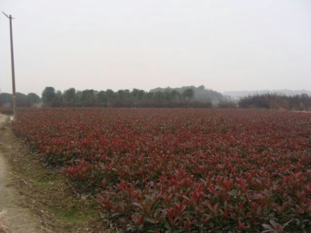 金华火焰红