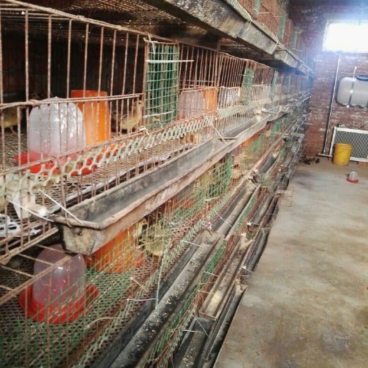 行唐县柴鸡 母 2斤以下