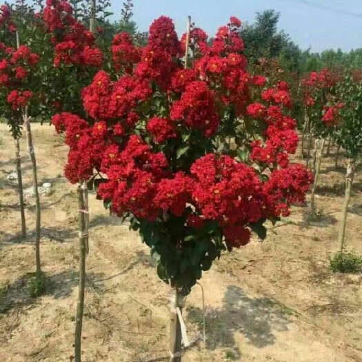 沭阳县紫薇树 带土发货