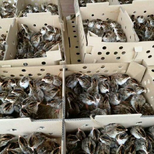 南宁珍珠鸡苗 