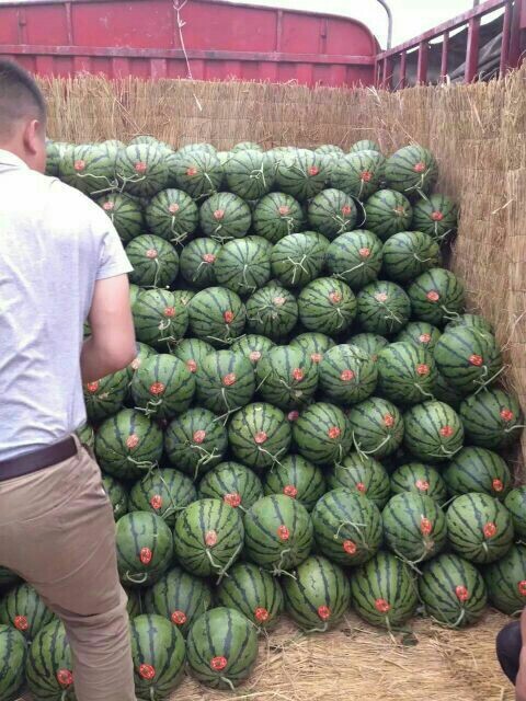 甜王西瓜 10斤打底 1茬 8成熟