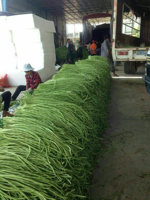 合浦县 广西合浦豆角 货量充足 精品精品