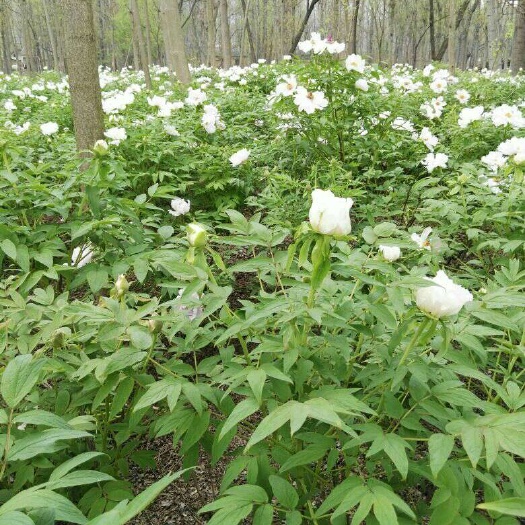 亳州油牡丹种苗