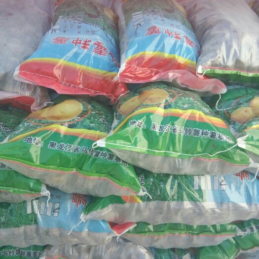 绥化黑龙江荷兰7号土豆