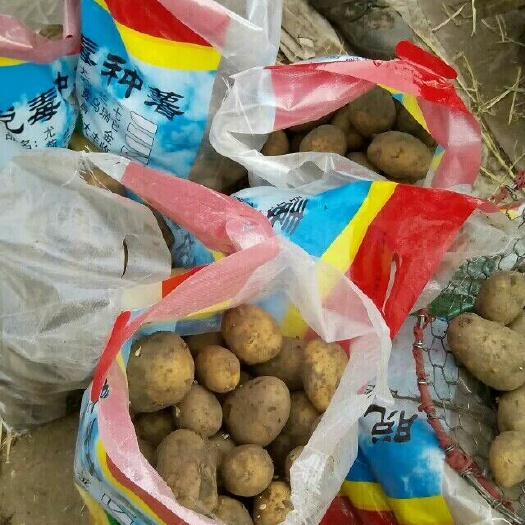 大量出售黑龙江土豆荷兰806，内蒙土豆