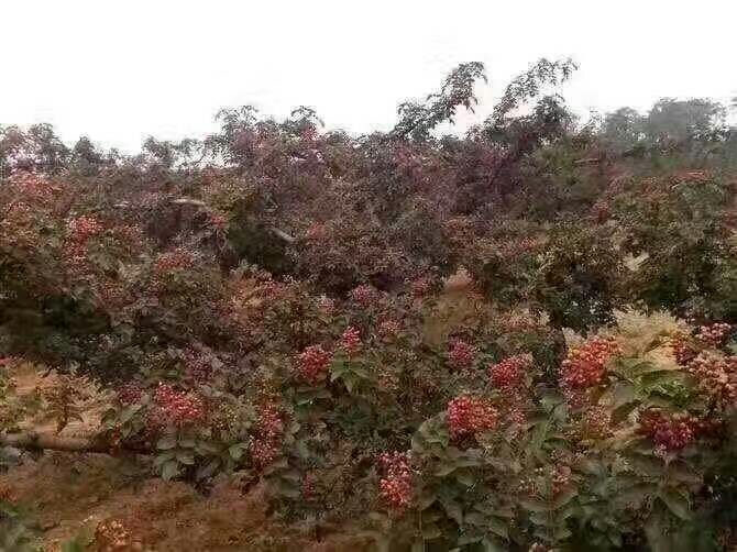 大红袍花椒苗