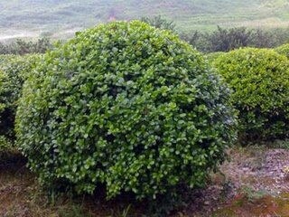 金华无刺枸骨
