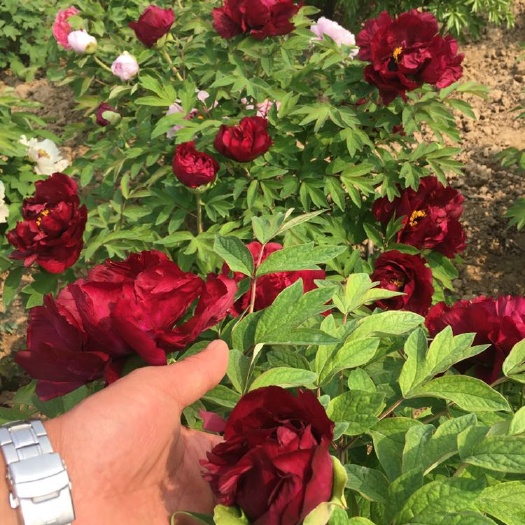 菏泽烟绒紫 2cm以下 4cm以下 0.5米以下 