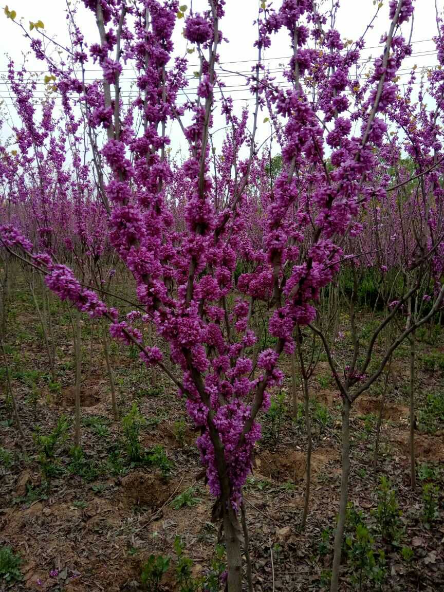  紫荆花小苗成活率99%