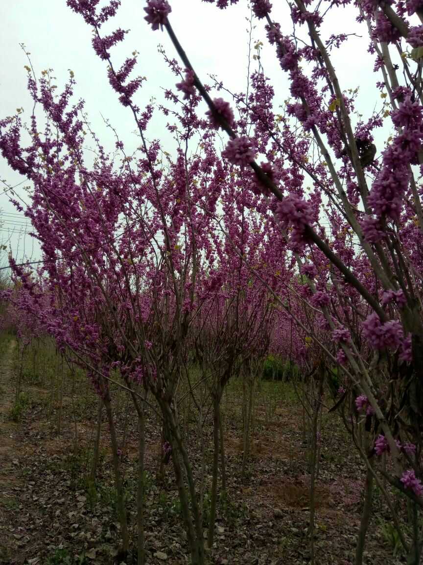  紫荆花小苗成活率99%