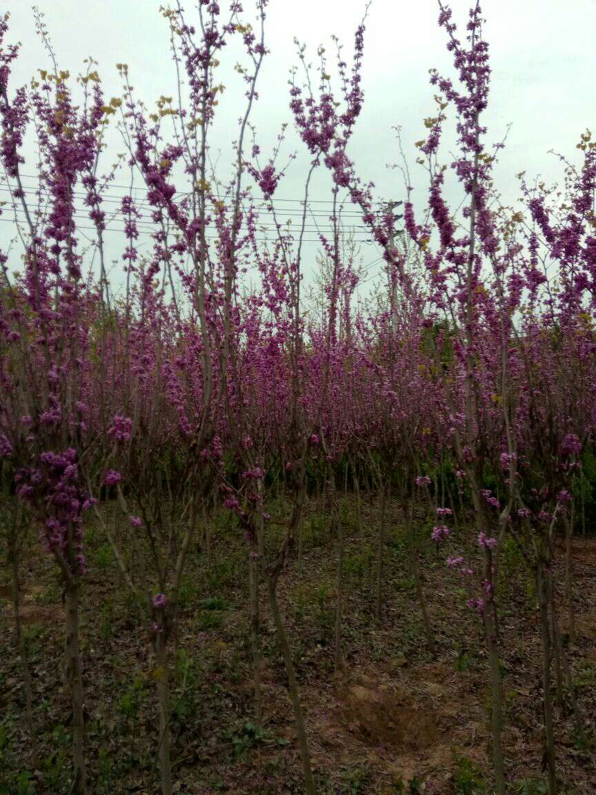  紫荆花小苗成活率99%