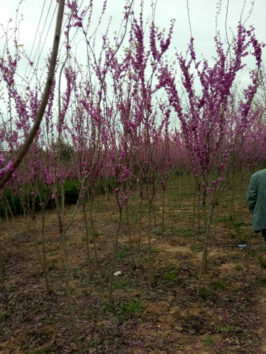  紫荆花小苗成活率99%