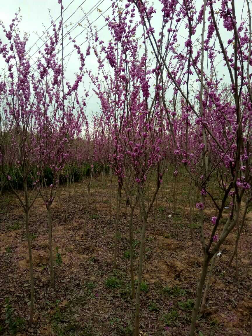  紫荆花小苗成活率99%