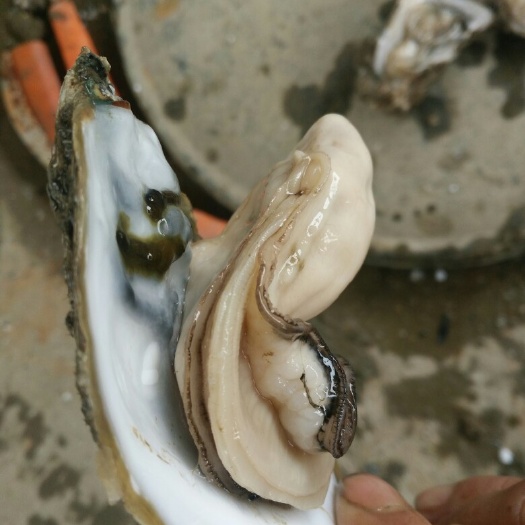 湛江生蚝 