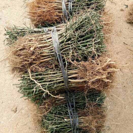 阳朔县种植枳壳苗
