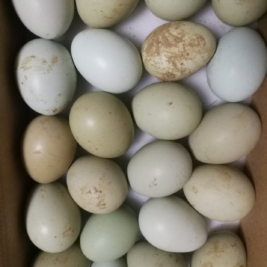 湘乡市乌鸡蛋 食用 箱装